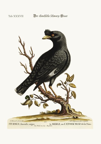 Der chinesische Star oder Schwarzer Vogel, 1749-73 von George Edwards